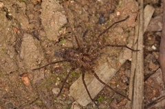 Heteropoda amphora