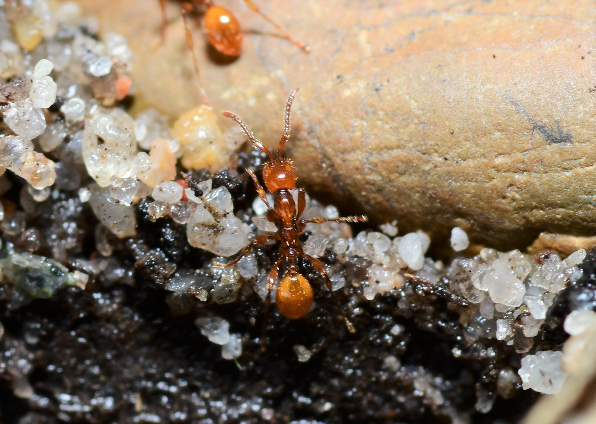 Aenictus turneri
