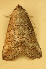 Calathusa hypotherma