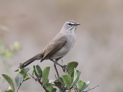 Cercotrichas coryphoeus cinerea