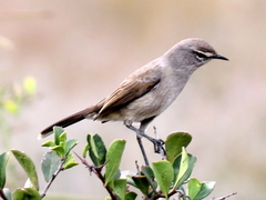 Cercotrichas coryphoeus cinerea