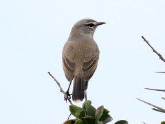 Cercotrichas coryphoeus cinerea