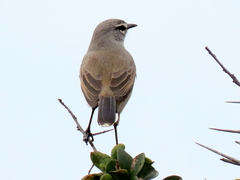 Cercotrichas coryphoeus cinerea