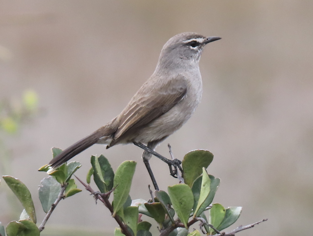 Karoo Scrub-Robin photo