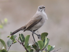 Cercotrichas coryphoeus cinerea