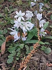 Scilla mischtschenkoana
