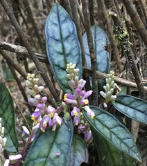 Polygala arcuata