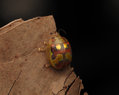 Paropsisterna gloriosa