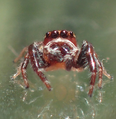 Opisthoncus mandibularis