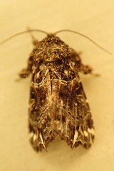 Callopistria rivularis