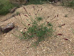 Hermbstaedtia odorata