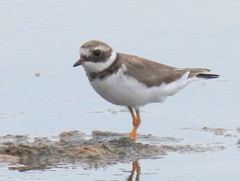 Charadrius hiaticula tundrae