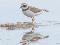 Charadrius hiaticula tundrae