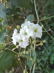 Commicarpus plumbagineus