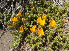 Anarthrophyllum burkartii