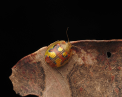 Paropsisterna gloriosa