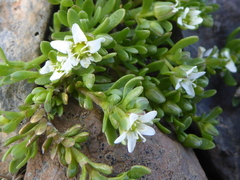 Arenaria serpens