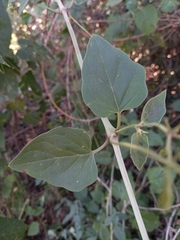 Commicarpus plumbagineus