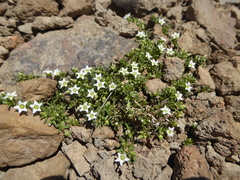 Arenaria serpens
