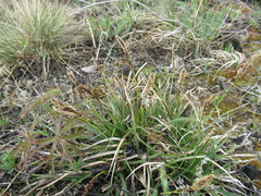 Carex ericetorum