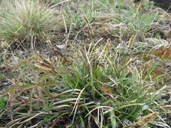 Carex ericetorum