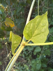 Commicarpus plumbagineus