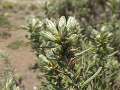 Baccharis linearis