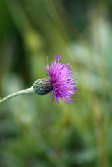 Cirsium dissectum