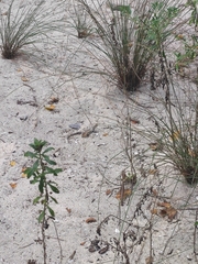 Leiocephalus lunatus