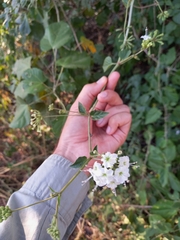 Commicarpus plumbagineus