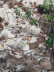 Leiocephalus lunatus