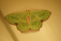 Metallochlora lineata