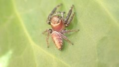 Opisthoncus mandibularis