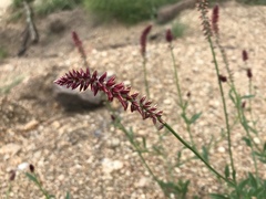 Hermbstaedtia odorata