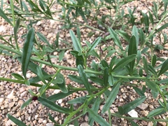 Hermbstaedtia odorata