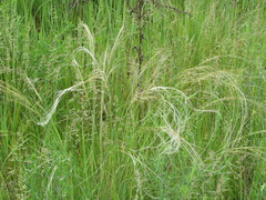 Stipa borysthenica