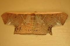 Tessarotis rubrata