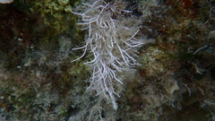 Amphiroa rigida