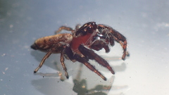 Opisthoncus mandibularis