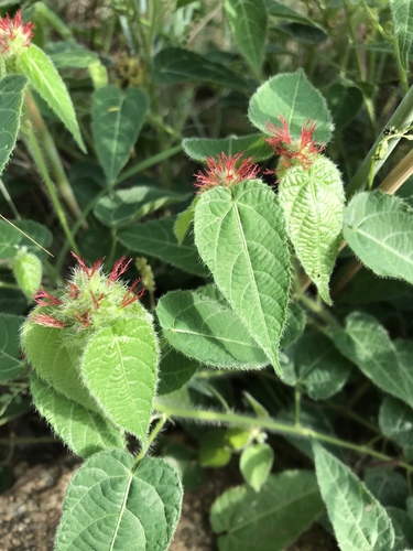 Hairy-stemmed Acalypha