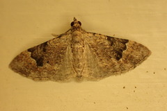 Chloroclystis embolocosma