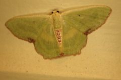 Metallochlora lineata