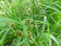 Scirpus atrovirens