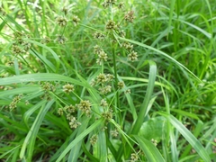 Scirpus atrovirens