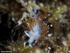Flabellina dushia