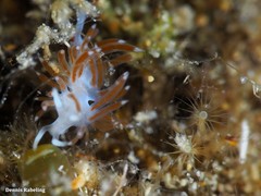 Flabellina dushia