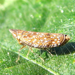 Scaphytopius acutus