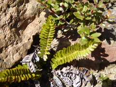 Polystichum andinum