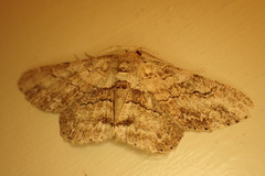 Cleora repetita