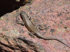 Liolaemus lonquimayensis